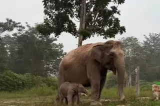 Bayi Gajah Lisa Lahir di TNTN Dinamai 'Ganesha'